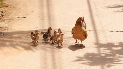 Image showing Adult hen and her newly hatched chickens