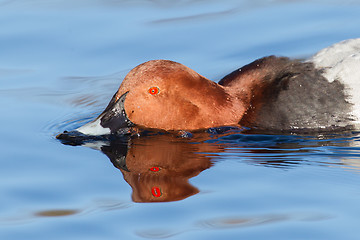 Image showing Red crested pochard (Netta Rufina) eating