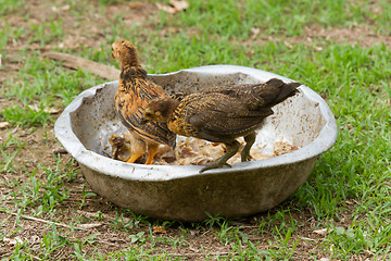 Image showing Young chickens