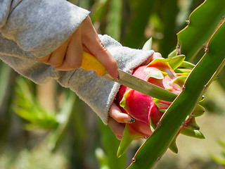 Image showing Woman harvesting a dragon fruit