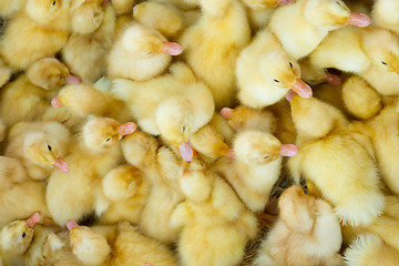 Image showing Little chicks in a basket, for sale on a Vietnamese market