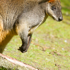 Image showing Swamp wallaby in a dutch zoo 