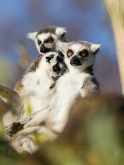 Image showing Ring-tailed lemur (Lemur catta) 