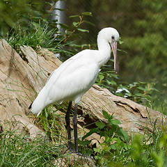 Image showing Spoonbill in it's natural habitat