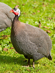 Image showing Helmeted Guineafowl (Numida meleagris)