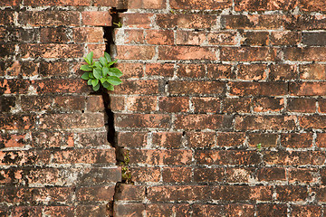 Image showing Brick wall with a crack and plants