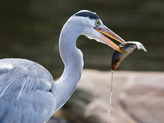 Image showing Great blue heron spears a fish