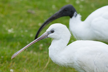 Image showing Spoonbill and ibis in their natural habitat