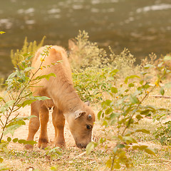 Image showing Young water buffalo grazing