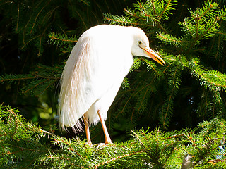 Image showing Bubulcus ibis, cattle egret, in a tree