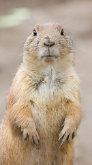 Image showing Prairie dog