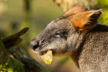 Image showing Close-up of an eating swamp wallaby