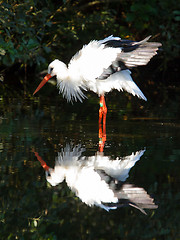 Image showing Stork in the water