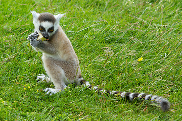 Image showing Ring-tailed lemur eating fruit