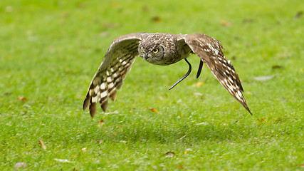 Image showing African Eagle Owl flying over a green field