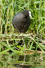 Image showing Common coot sitting on a nest 