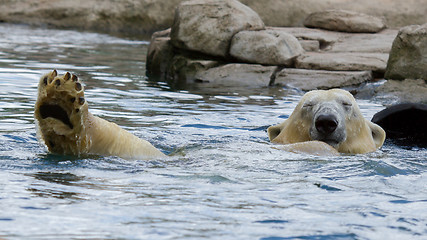 Image showing Close-up of a polarbear (icebear) 