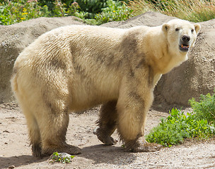 Image showing Close-up of a polarbear in capticity 