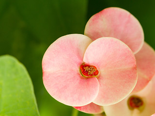 Image showing Pink flowers blooming