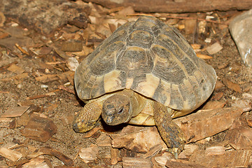 Image showing Hermann's Tortoise, turtle on wood