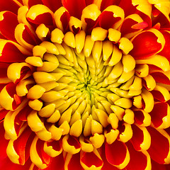 Image showing Yellow Dahlia Flower Isolated