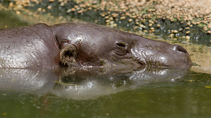 Image showing Pygmy hippo swimming in a pool in Saigon