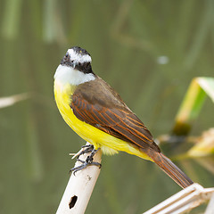 Image showing Colorful great kiskedee