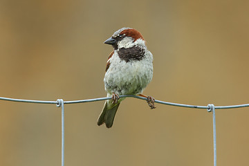 Image showing Sparrow on metal fence 