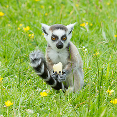 Image showing Ring-tailed lemur eating fruit