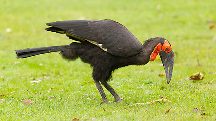 Image showing Southern Ground hornbill (Bucorvus leadbeateri)