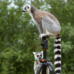 Image showing Ring-tailed lemur sitting on tripod