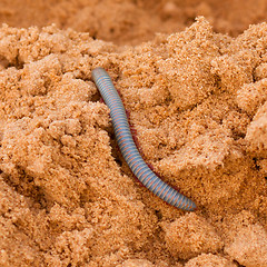 Image showing Vietnamese Rainbow Millipede crawling in the sand