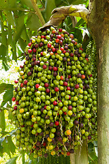 Image showing Cluster of berries in a tree