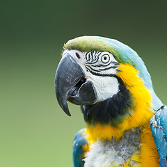 Image showing Close-up of a macaw parrot