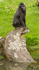 Image showing Crested Black Macaque (Macaca nigra)