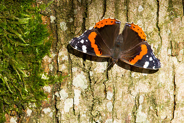 Image showing Red Admiral Butterfly - Vanessa atalanta