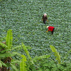 Image showing Two farmers in a field working their crops