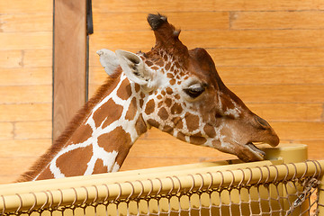 Image showing Close up on Head of Giraffe Giraffa Camelopardalis Eating