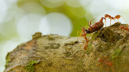 Image showing Ants in a tree carrying a death bug