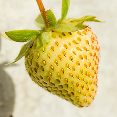 Image showing Unripe strawberry in a farm