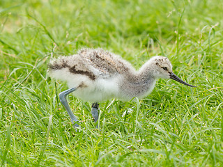 Image showing Black-winged Stilt, Common Stilt, or Pied Stilt