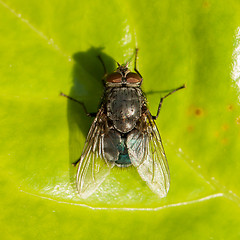 Image showing Housefly on a green leaf