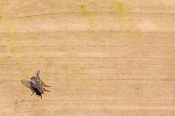 Image showing Housefly on wood, room for copy space
