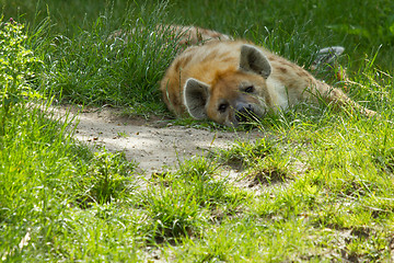 Image showing Large spotted hyena resting