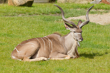 Image showing Greater Kudu portrait; tragelaphus strepsiceros