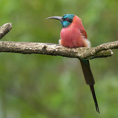 Image showing Northern Carmine Bee-Eater