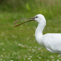 Image showing Spoonbill in it's natural habitat