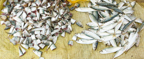 Image showing Freshly catch sardines, anchovies