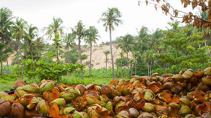 Image showing Disposed coconut husks on the ground