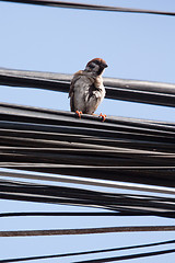 Image showing Eurasian Tree Sparrow sitting on a power cable, cleaning itself